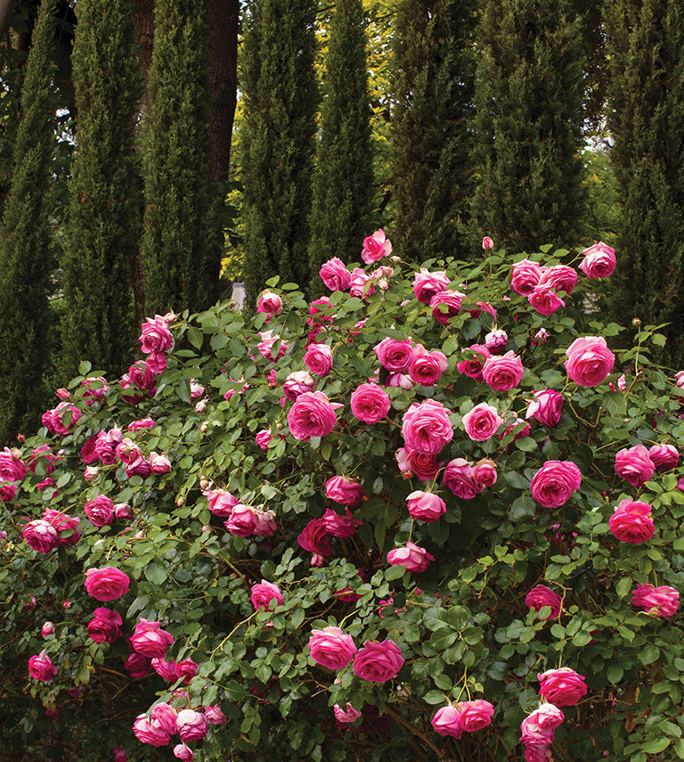 The Pretty in Pink Eden