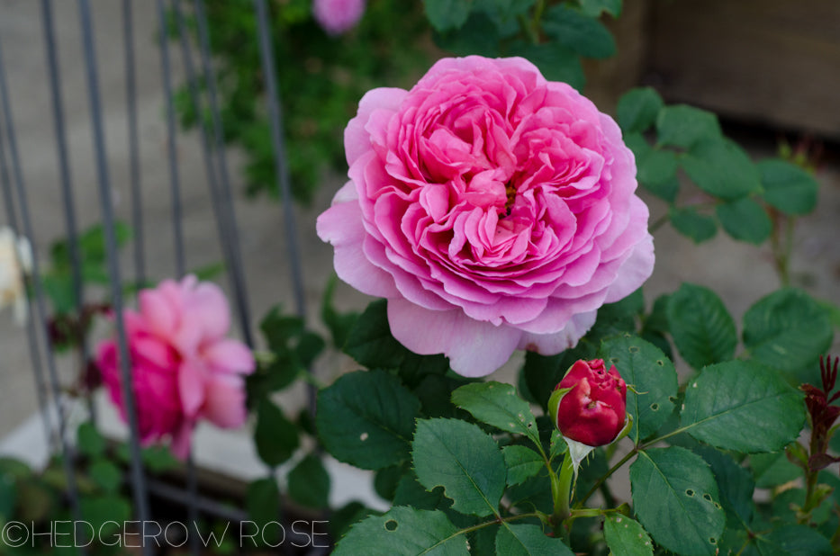 David Austin Princess Alexandra of Kent