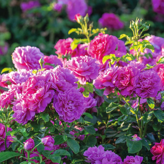 David Austin Princess Anne