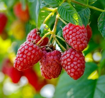 Raspberry Encore Red 2 Gallon