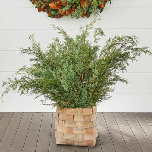 Carolina Sapphire - 5 Stems