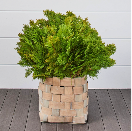 Golden Cedar - 5 Stems