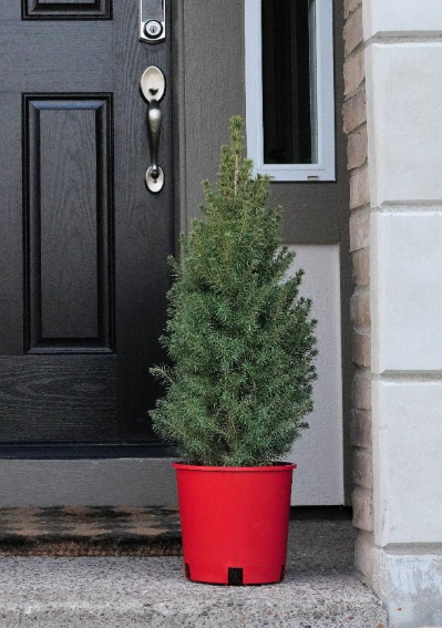 Dwarf Alberta Spruce