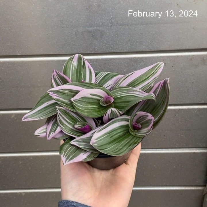 4" Tradescantia Nanouk