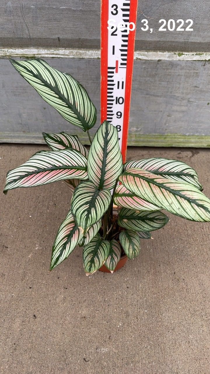 4" Calathea White Star