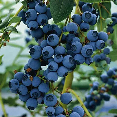 Blueberry Blueray