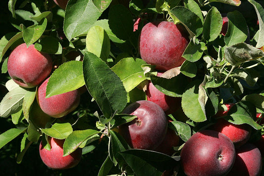 Apple Empire Semi-Dwarf 7 Gallon