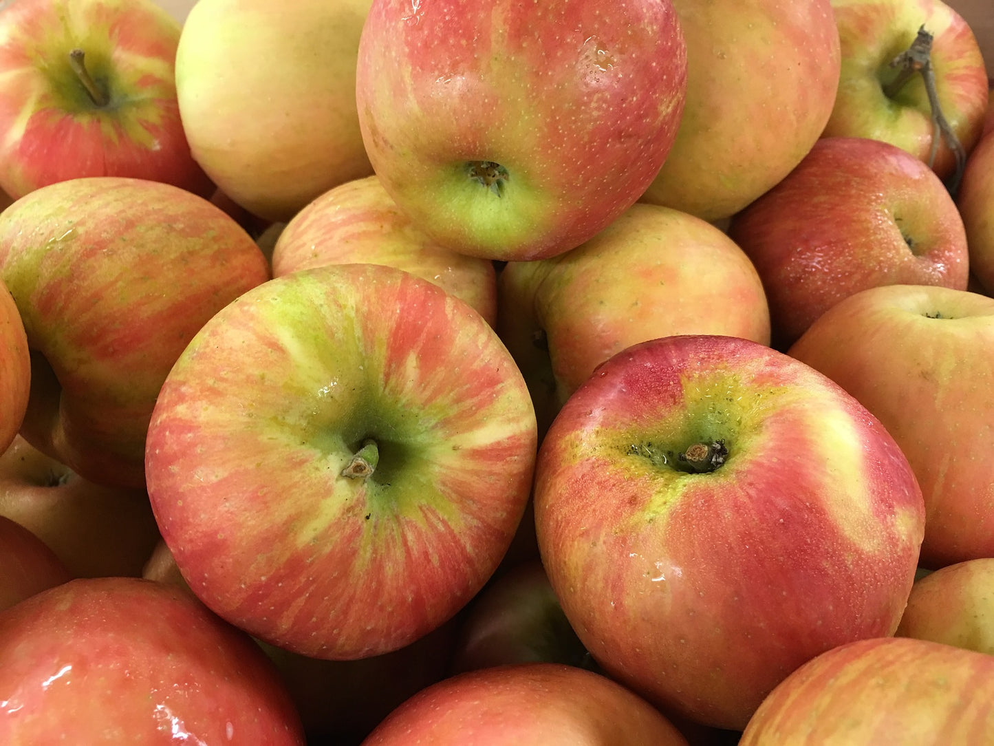 Apple Honeycrisp Semidwarf 7 Gallon
