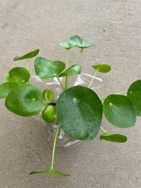 4" Pilea Peperomiodes