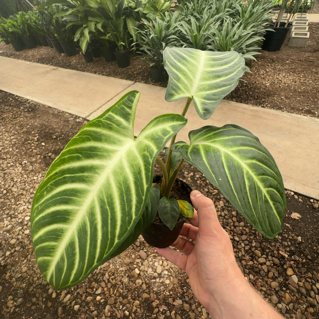 4" Xanthosoma Lindenii Magnifican