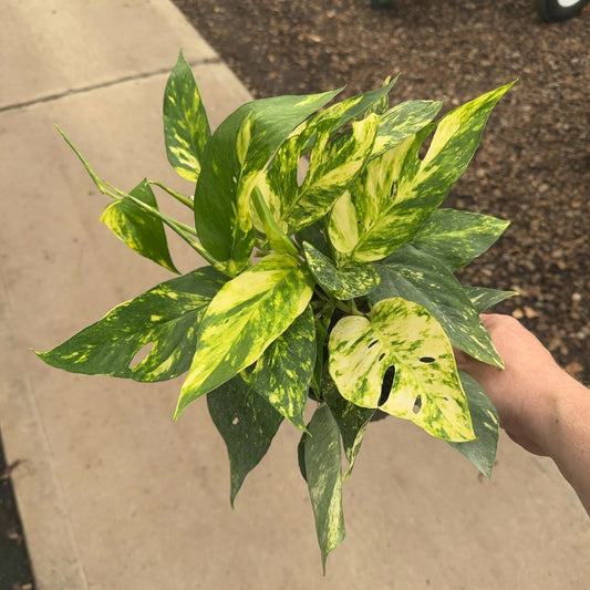 6" Epipremnum Yellow Sunrise