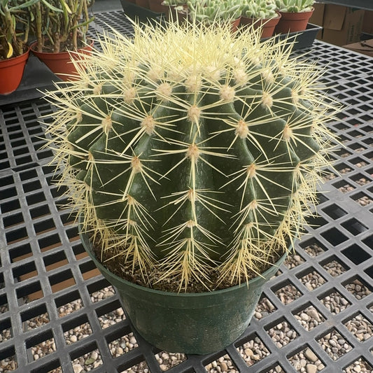 8" Barrel Cactus