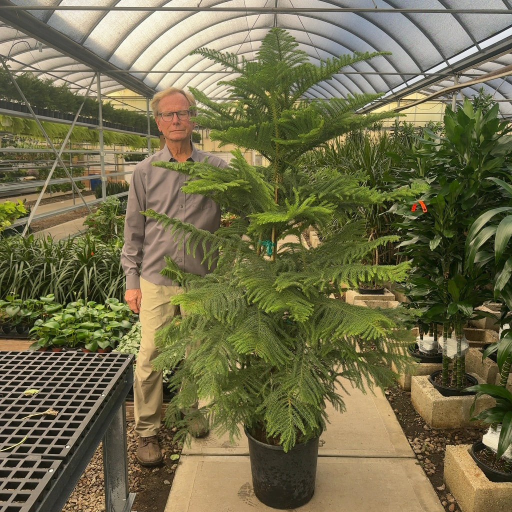 14" Norfolk Island Pine