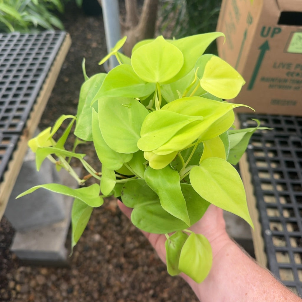 4" Philodendron Lemon Lime