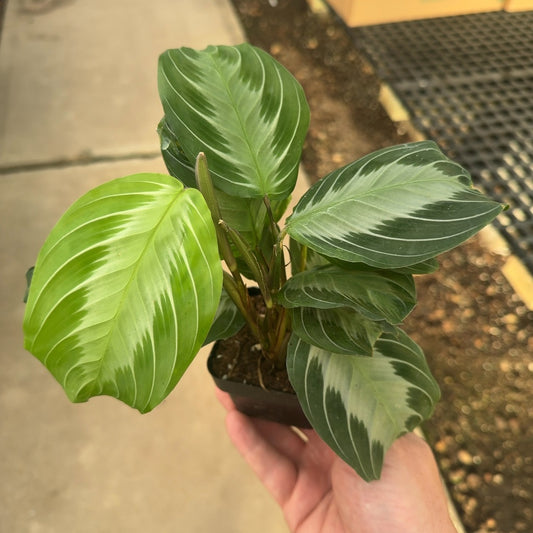3" Maranta Silver Band