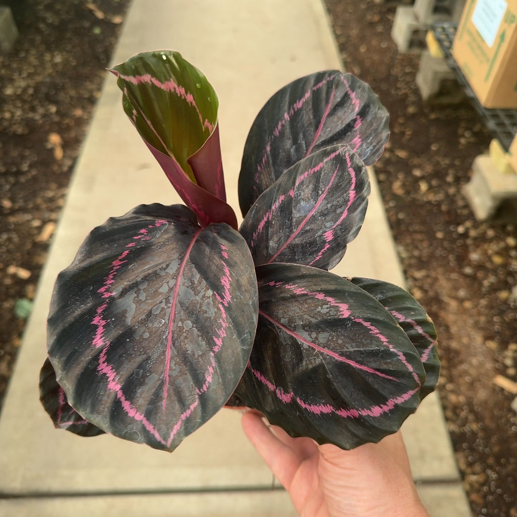 4" Calathea Dottie