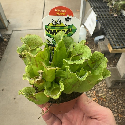 3" Sarracenia Pitcher