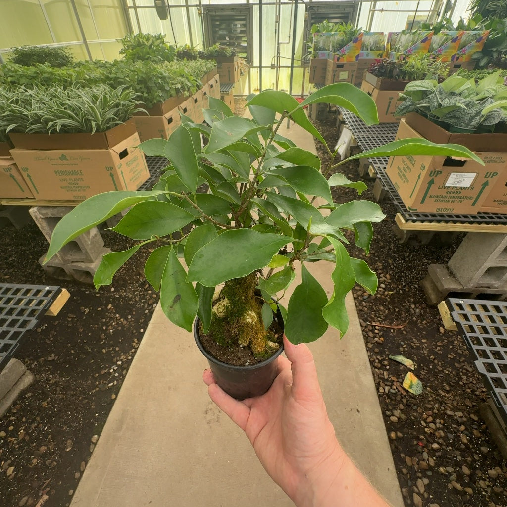 4" Ficus Microcarpa Ginseng
