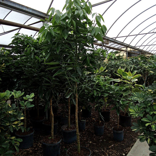 14" Canela Cinnamon Tree