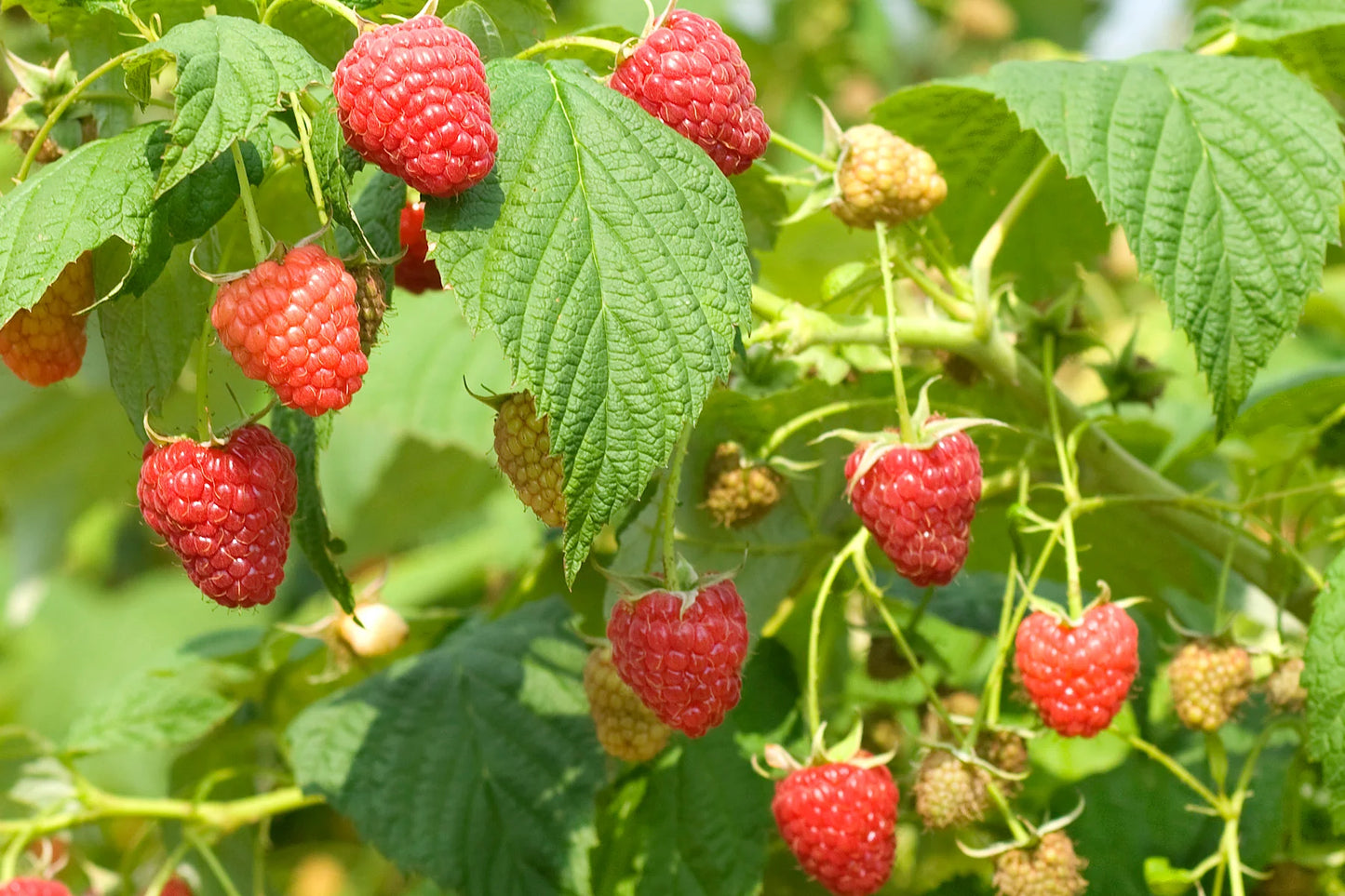 Raspberry Red Polana 2 gallon