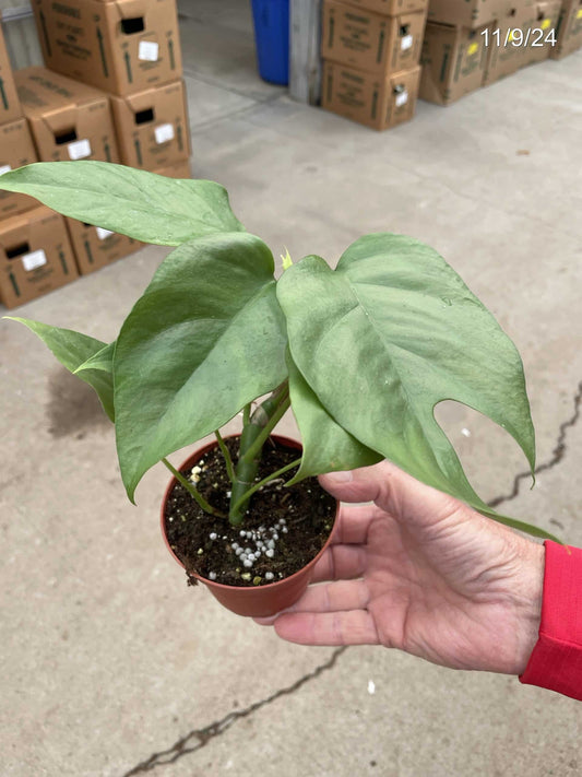 4" Mini Monstera